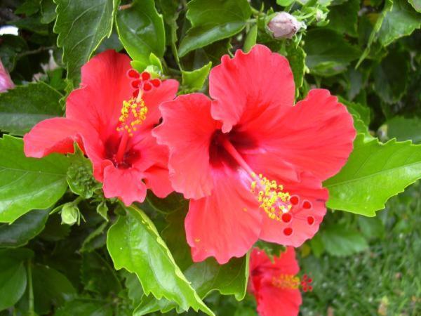 Апартаменты Hibiscus Марусса Экстерьер фото